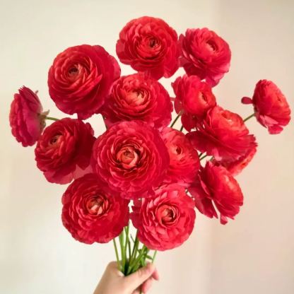 🌸An elegant sprite in the garden | Ranunculus | One bulb can fill an entire pot