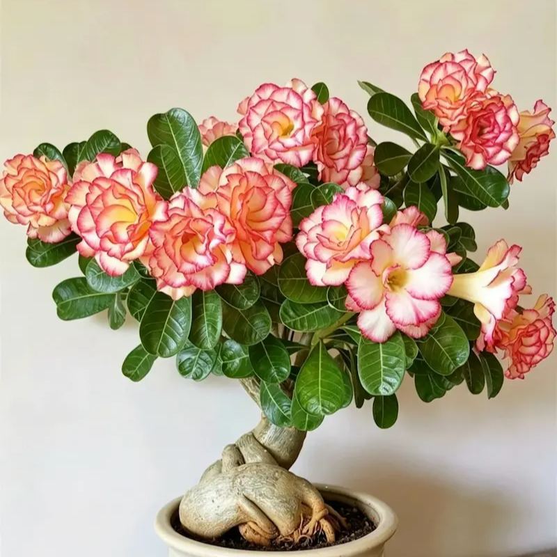 ✨Desert Rose Seeds🌹Heat Resistant✨