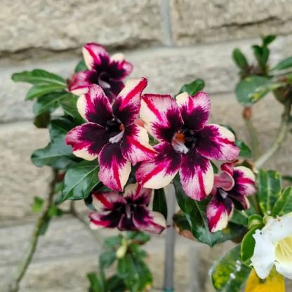 ✨Desert Rose Seeds🌹Heat Resistant✨