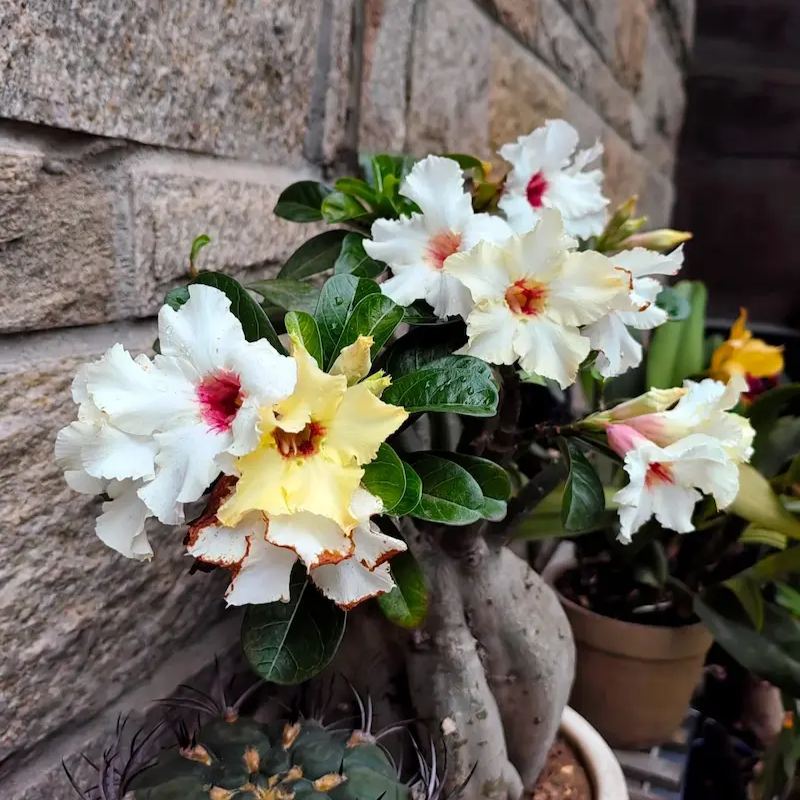 ✨Desert Rose Seeds🌹Heat Resistant✨