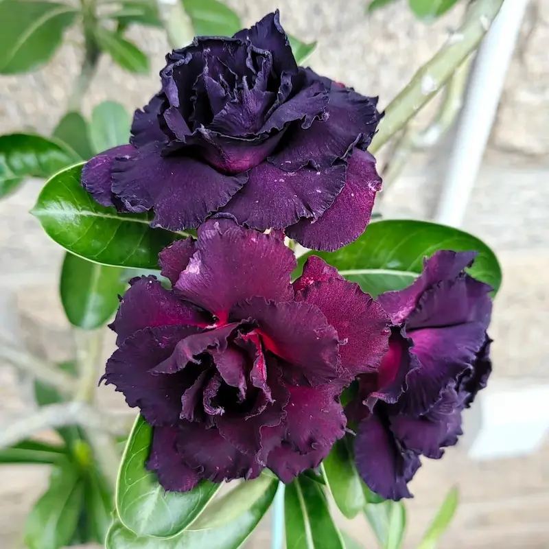 ✨Desert Rose Seeds🌹Heat Resistant✨