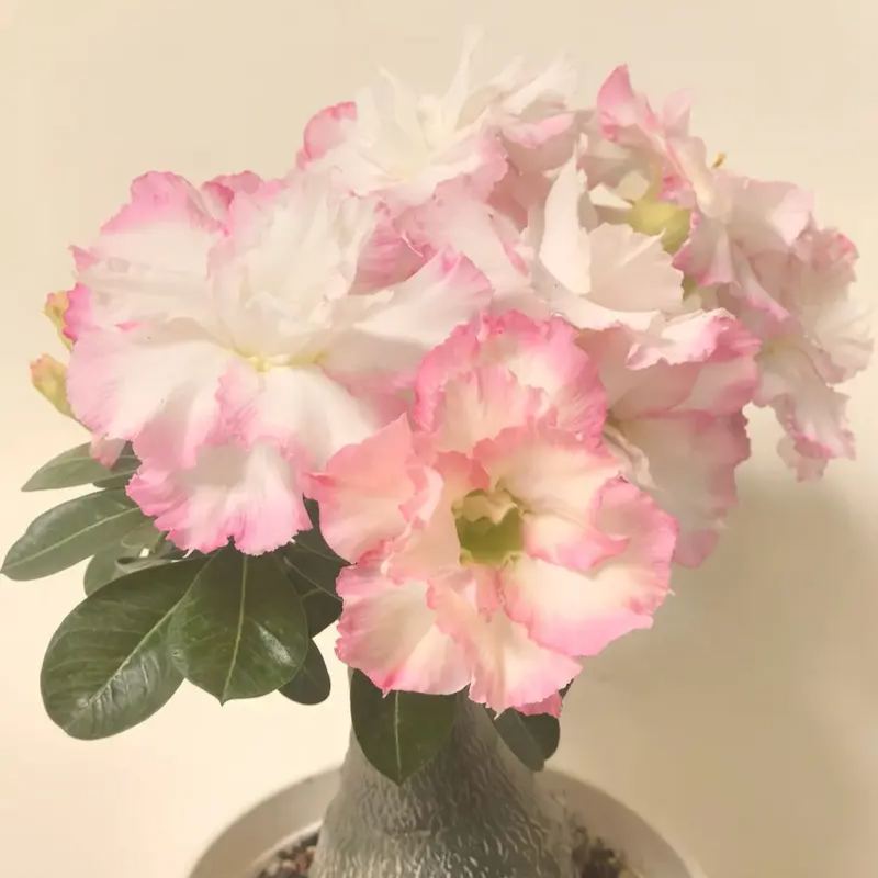 ✨Desert Rose Seeds🌹Heat Resistant✨