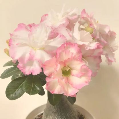 ✨Desert Rose Seeds🌹Heat Resistant✨