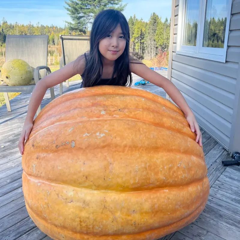 Heirloom Giant Max Pumpkin Seeds