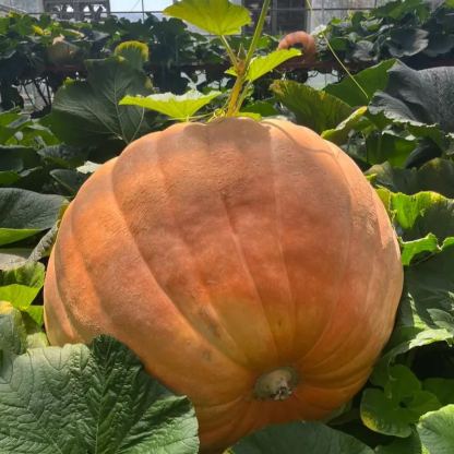 Heirloom Giant Max Pumpkin Seeds
