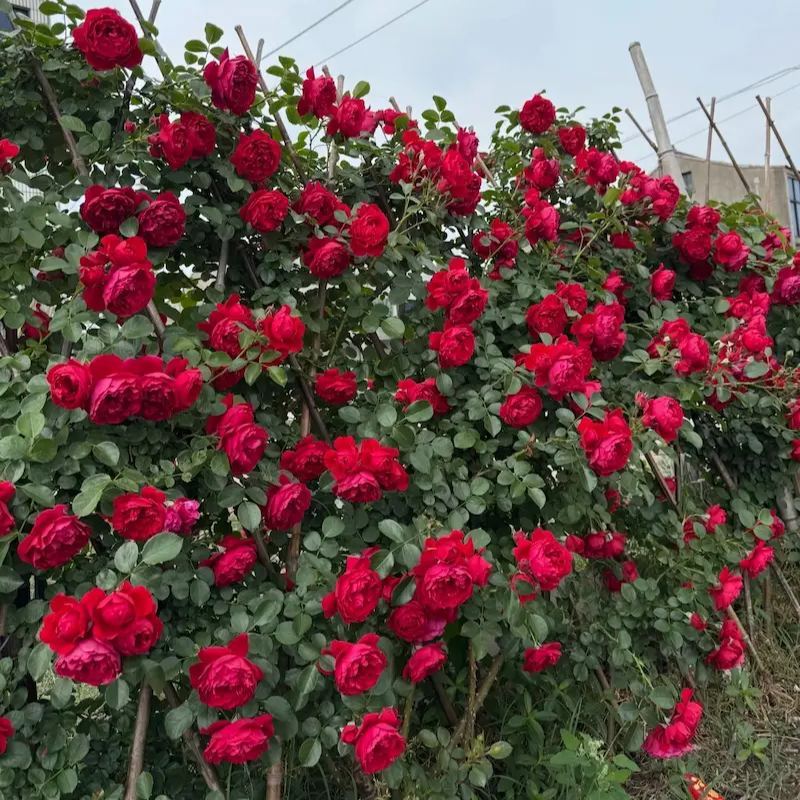 🌹【REPEATED FLOWERING】🌹CLIMBING ROSE SEEDS - HAPPINESS INCREASES