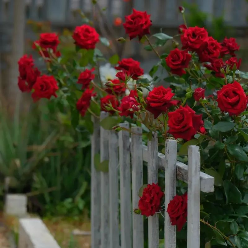 🌹【REPEATED FLOWERING】🌹CLIMBING ROSE SEEDS - HAPPINESS INCREASES