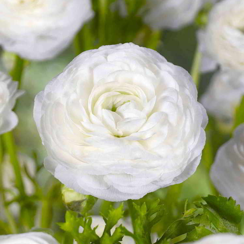 🌸Ranunculus—Wealth And Good Fortune—Perennials—Mixed Color Plants—Home Garden Flower Seeds