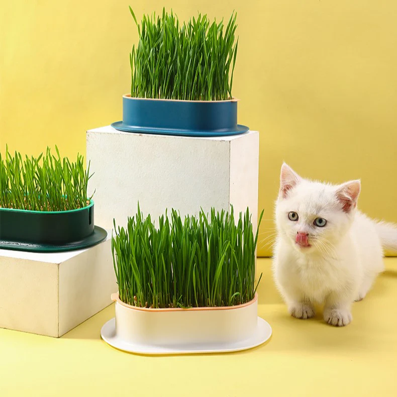 🌱 Cat Grass Seeds-Easy to Grow