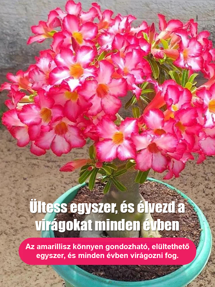🌷Virágok a jövő generációinak 🌵Öntözéssel akár 100 évig élhet a sivatagi rózsa hagymás virág.