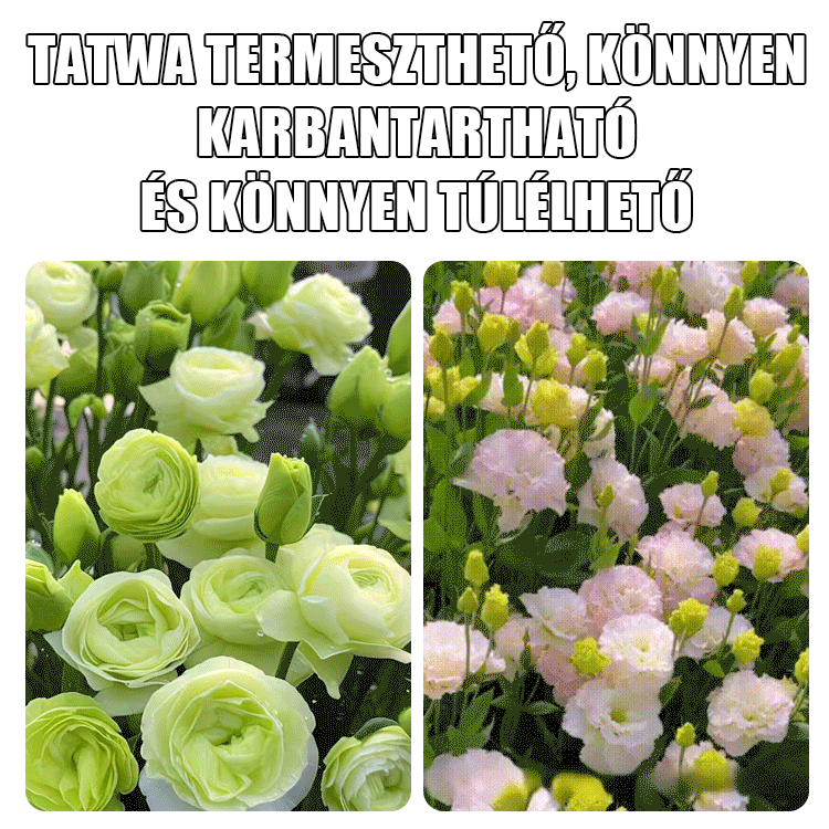 Platycodon grandiflorum mag
