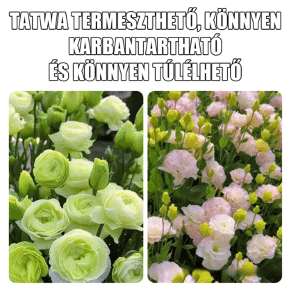 Platycodon grandiflorum mag