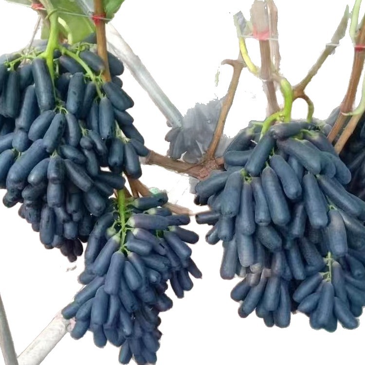 🍇Könnyen termeszthető, vékony héjú, lédús és édes