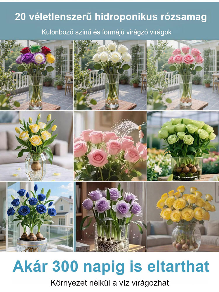 🌷🌷300 napos virágzású, aromás vízkultúrás rózsa hagyma