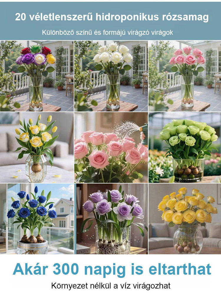 🌷🌷300 napos virágzású, aromás vízkultúrás rózsa hagyma