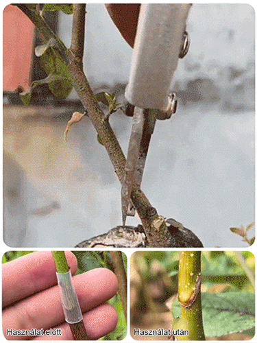 【Kis fehér termesztési segítő】Oltóhüvely