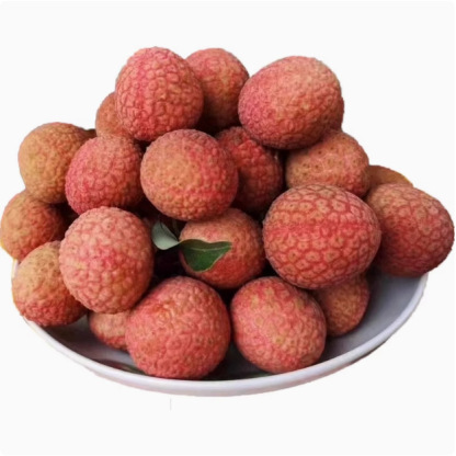 【Csomagolja a Lychee King túlélési magjait】Nagy gyümölcs, vastag hús, 99% túlélési arány! Az év bármely szakában ültethető.