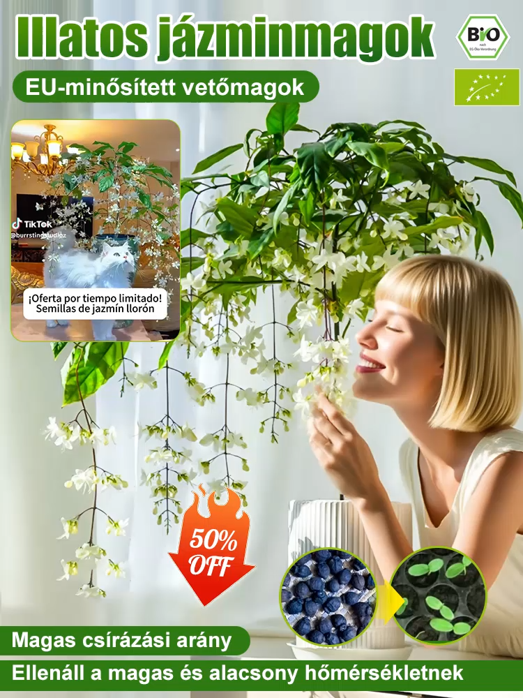 【Illat messzire terjed】Erős illatú lógó jázminmagok