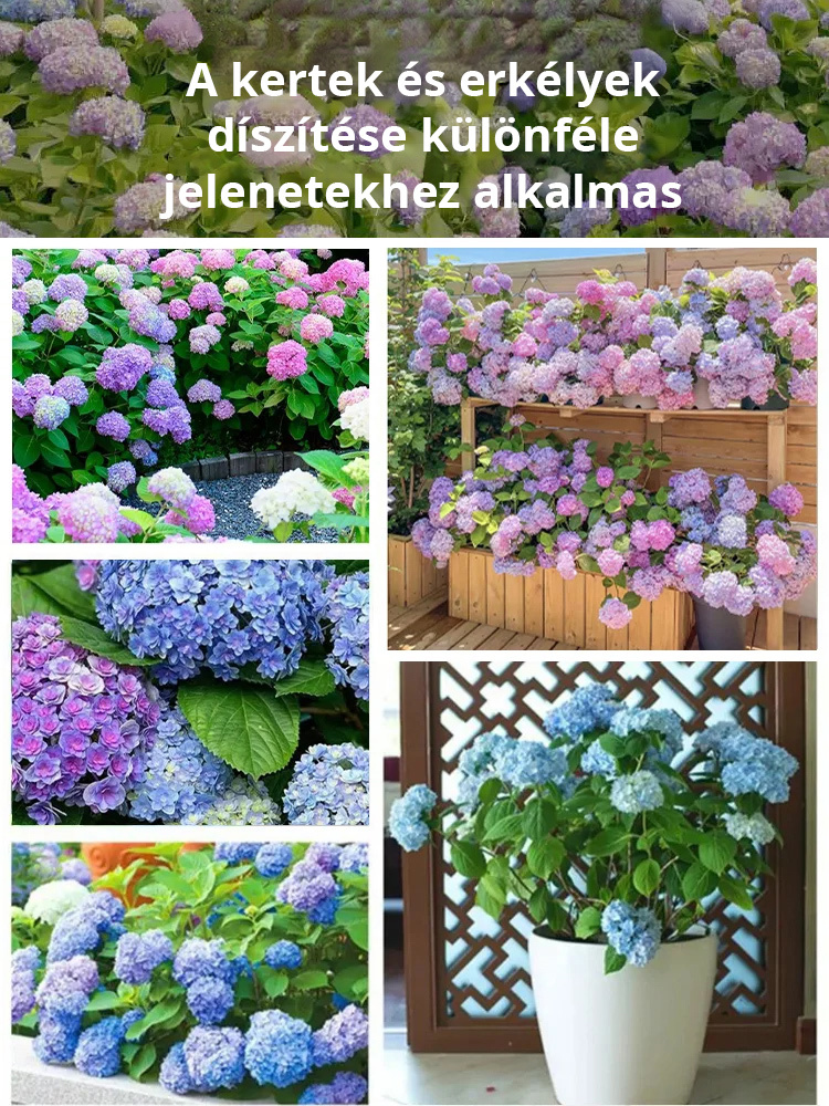 【Négy évszak vetése】Végtelen virághortenzia magok