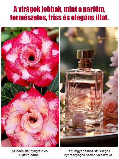 🌷Virágok a jövő generációinak 🌵Öntözéssel akár 100 évig élhet a sivatagi rózsa hagymás virág.