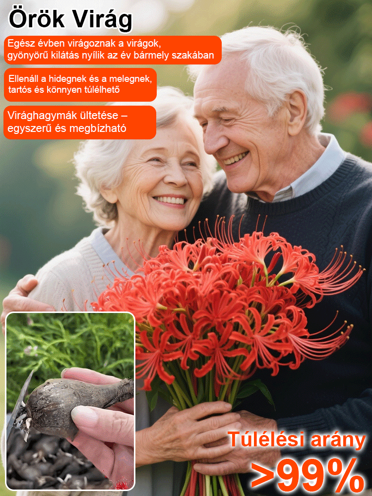 Egész évben virágzó, fagy- és hőálló Lycoris hagyma "Emlékek virága"