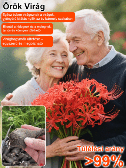 Egész évben virágzó, fagy- és hőálló Lycoris hagyma "Emlékek virága"