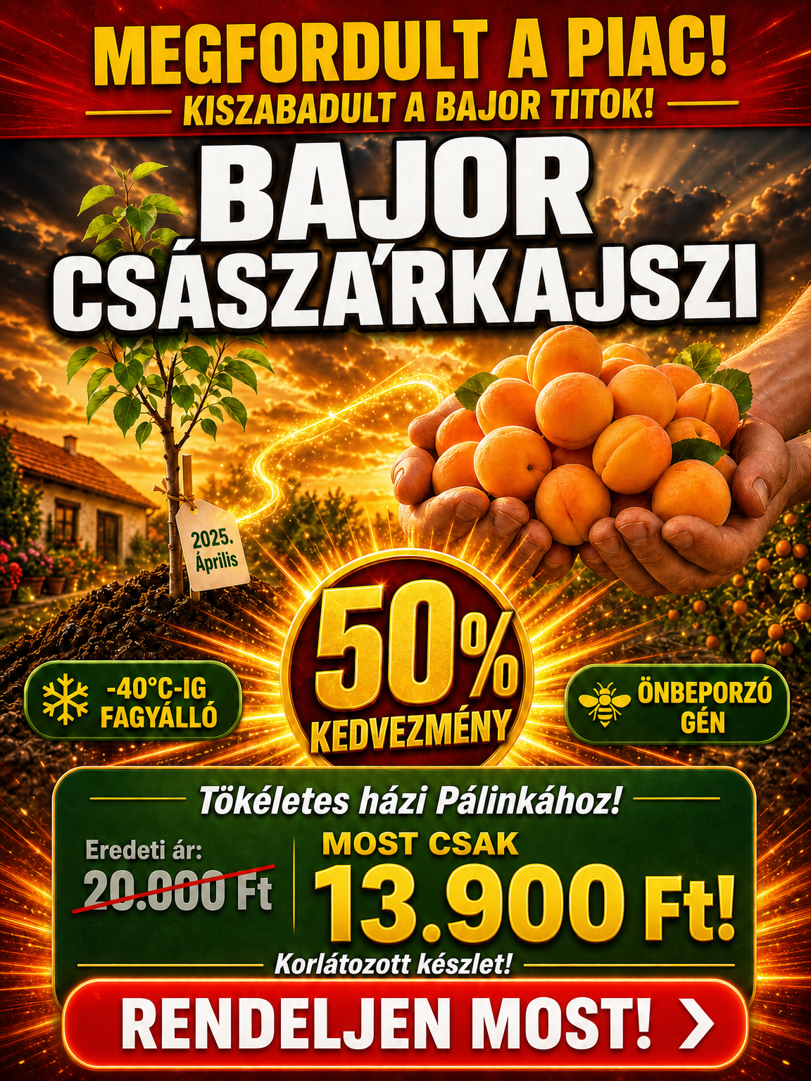 【Szuper édes, lédús】Császárkajszibarackfa csemete abban az évben