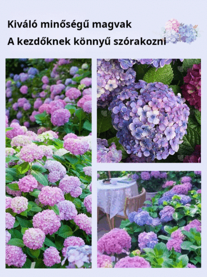 【Négy évszak vetése】Végtelen virághortenzia magok