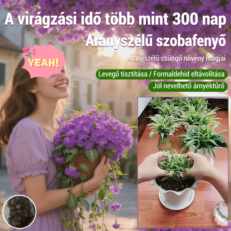 Egész évben virágzó, erős illatú aranyszélű csüngő spárga