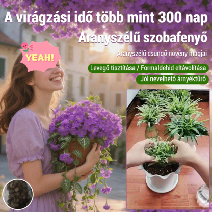 Egész évben virágzó, erős illatú aranyszélű csüngő spárga