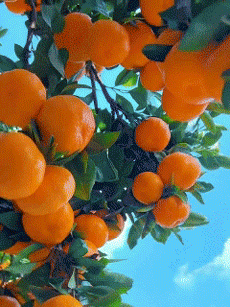 【Édes és lédús】 Az év gyümölcse egy cukornarancs csemete