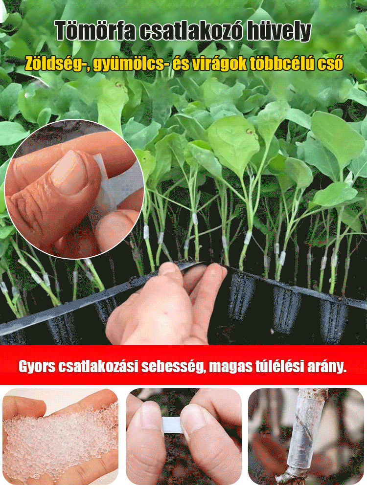 【Kis fehér termesztési segítő】Oltóhüvely