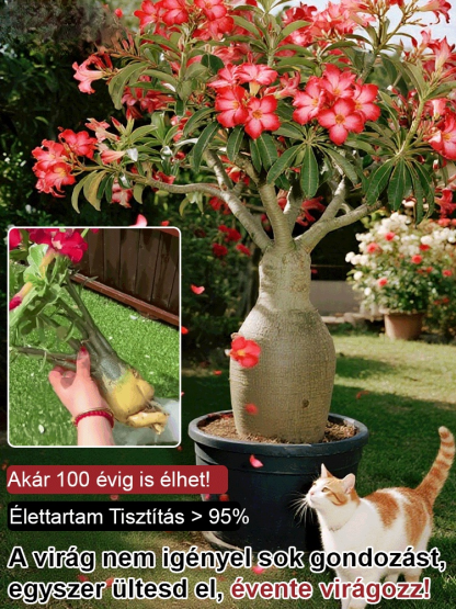 🌹Sivatagi rózsa. Természetes illat, tűri a meleget és a hideget, 🌸 több mint 200 napos virágzási idő! 💧 Évente csak kétszer kell öntözni!