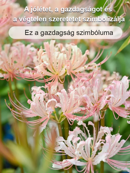 Egész évben virágzó, fagy- és hőálló Lycoris hagyma "Emlékek virága"