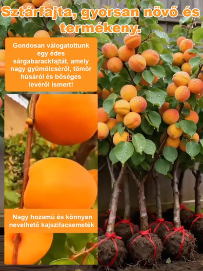 [Extra nagy császárkajszi] Nagy hozamú és könnyen nevelhető kajszifacsemeték