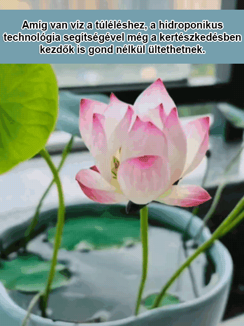 【Átrakodás Fortune】 Díszes hidroponikus tál lótusz
