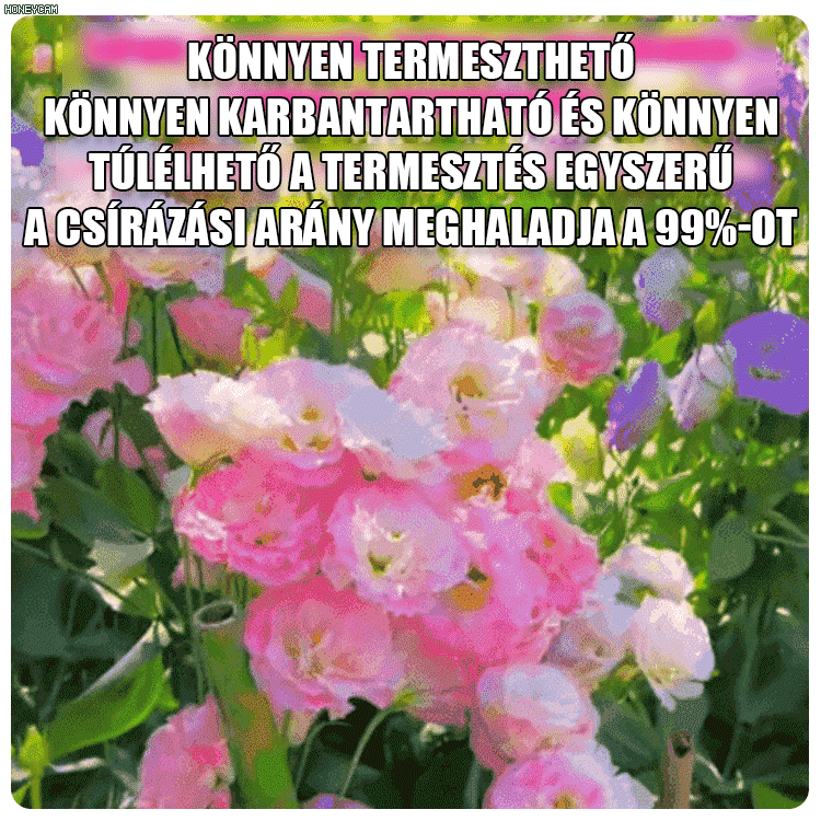 Platycodon grandiflorum mag