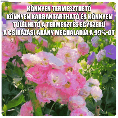 Platycodon grandiflorum mag