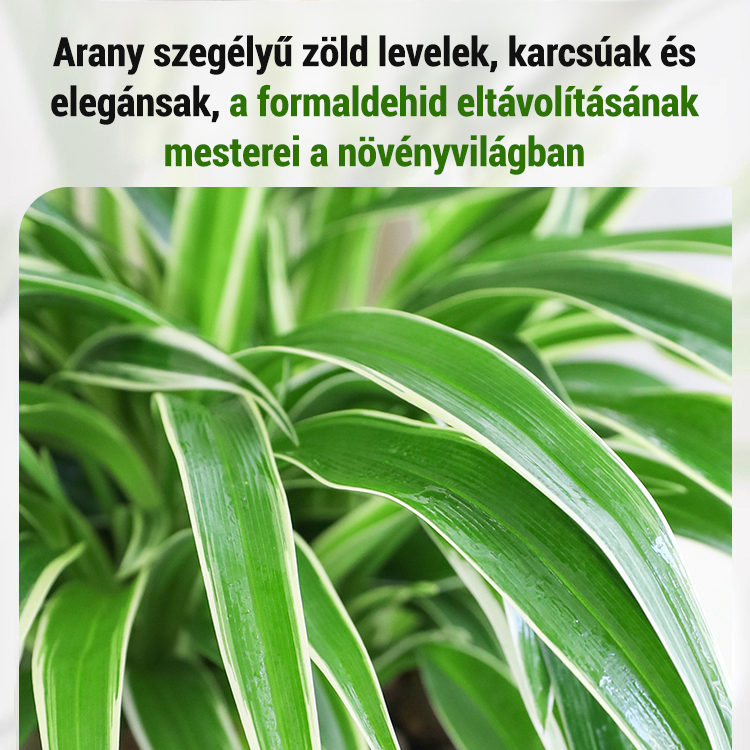 Egész évben virágzó, erős illatú aranyszélű csüngő spárga