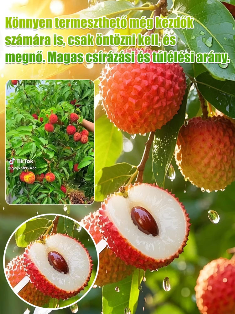 【Csomagolja a Lychee King túlélési magjait】Nagy gyümölcs, vastag hús, 99% túlélési arány! Az év bármely szakában ültethető.