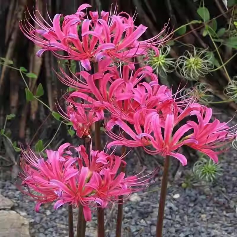 Egész évben virágzó, fagy- és hőálló Lycoris hagyma "Emlékek virága"