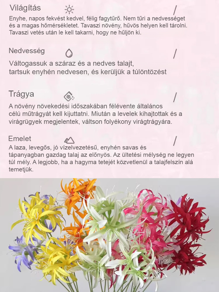 Egész évben virágzó, fagy- és hőálló Lycoris hagyma "Emlékek virága"