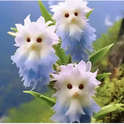 Titokzatos és aranyos macska szemű orchidea