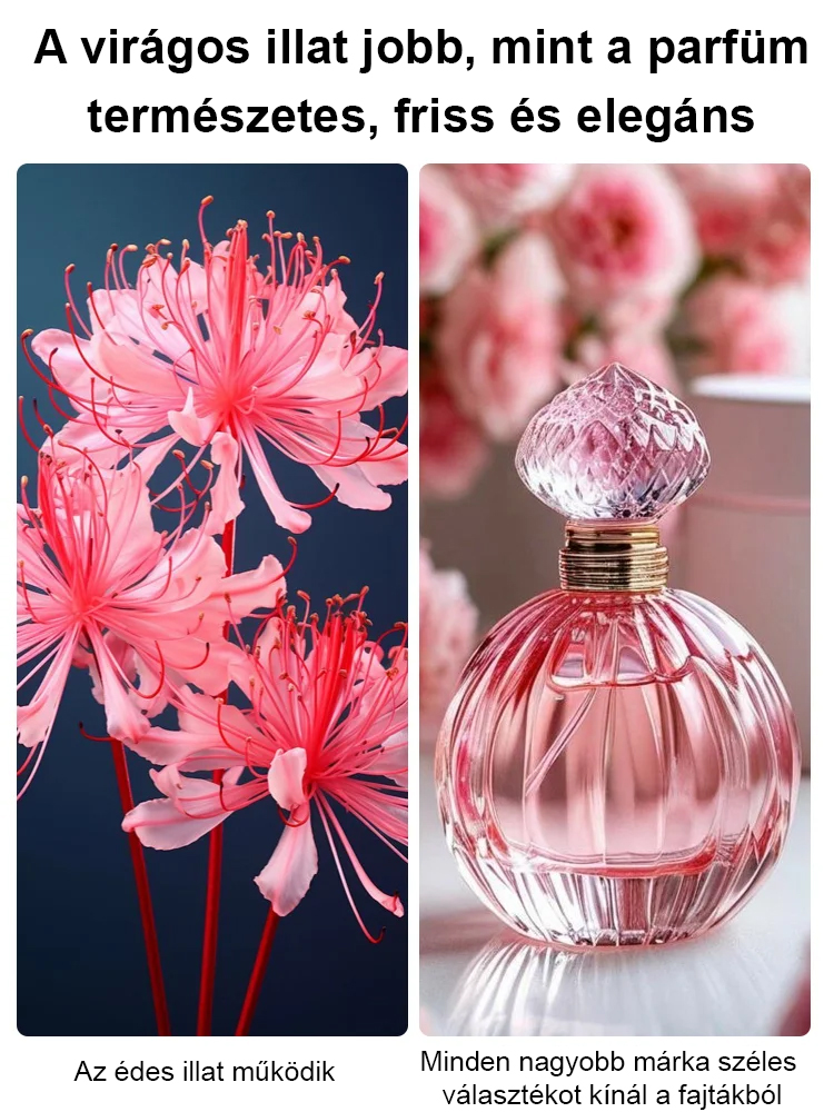 Egész évben virágzó, fagy- és hőálló Lycoris hagyma "Emlékek virága"