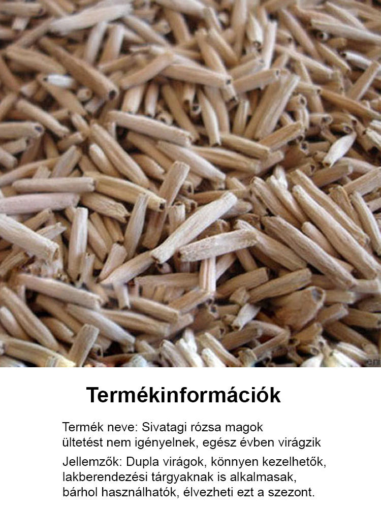 🌹Sivatagi rózsa. Természetes illat, tűri a meleget és a hideget, 🌸 több mint 200 napos virágzási idő! 💧 Évente csak kétszer kell öntözni!