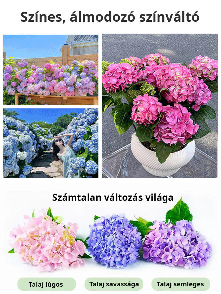 【Négy évszak vetése】Végtelen virághortenzia magok