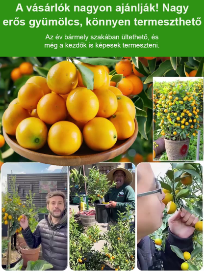 Friss, lédús arany kumkvatfa palánta 