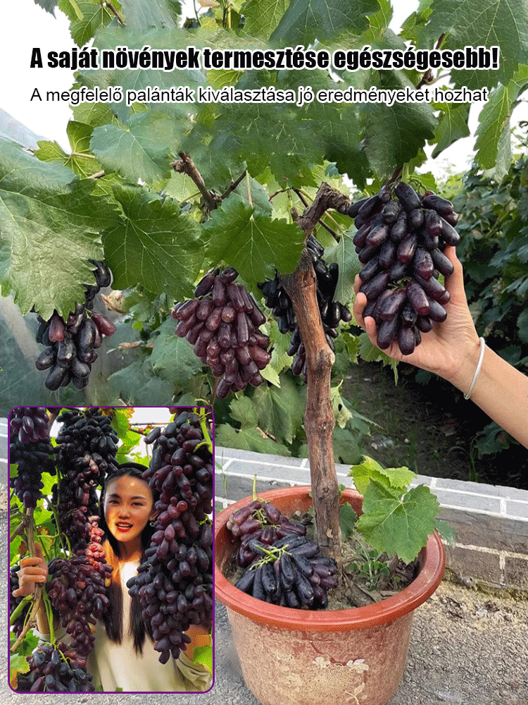 🍇Könnyen termeszthető, vékony héjú, lédús és édes