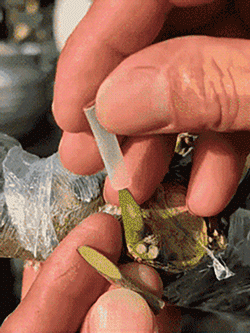 【Kis fehér termesztési segítő】Oltóhüvely