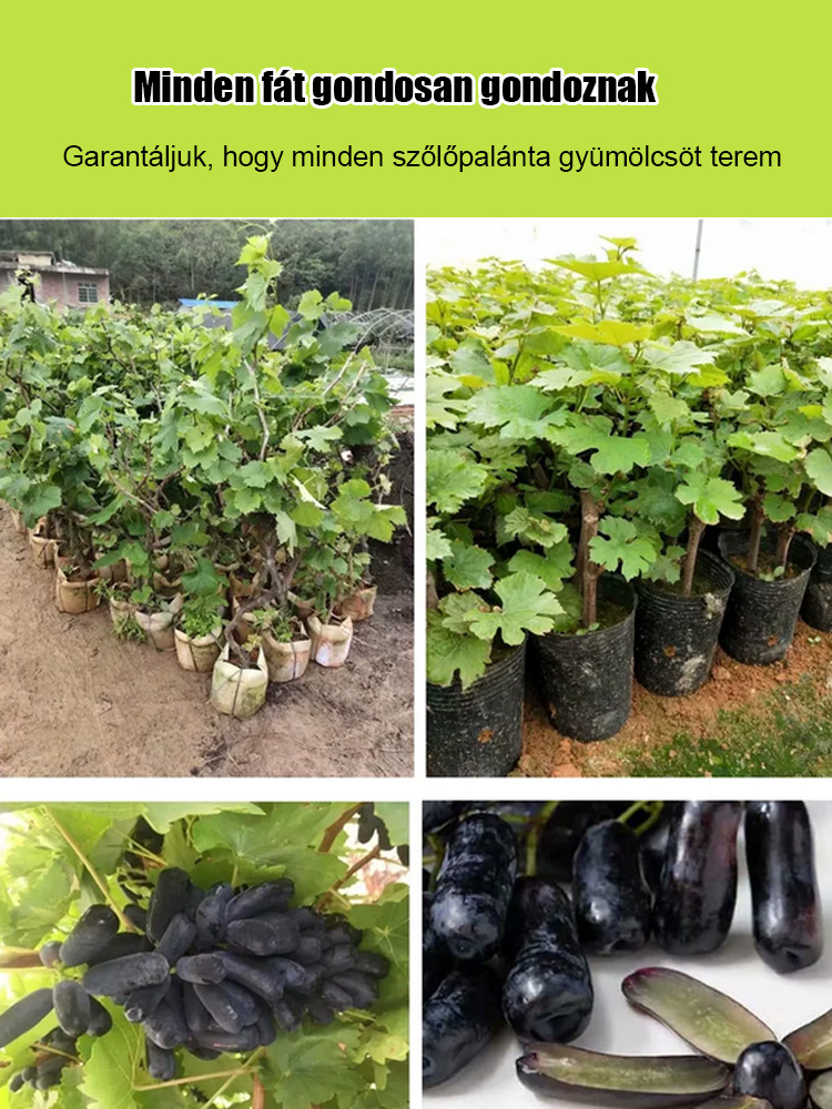 🍇Könnyen termeszthető, vékony héjú, lédús és édes